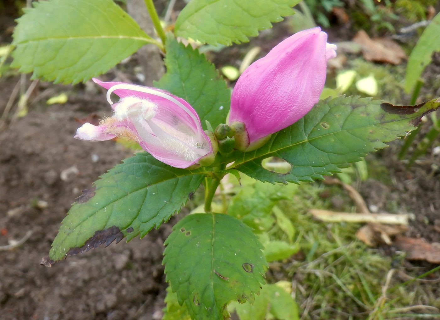 Изображение особи Chelone obliqua.