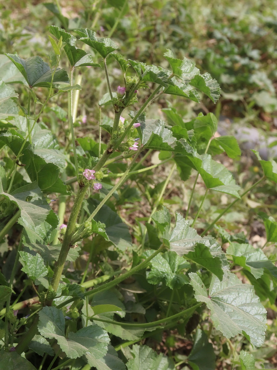 Изображение особи Malva nicaeensis.