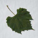 Vitis riparia