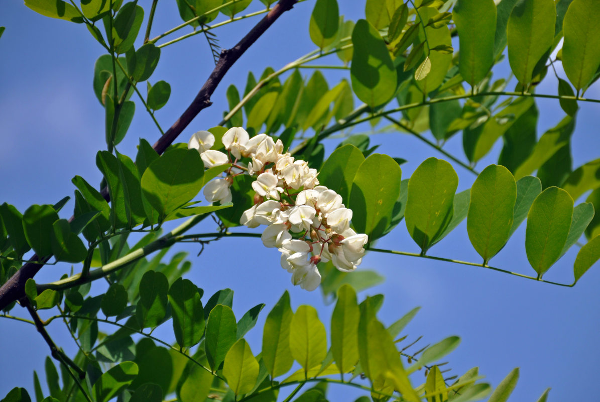 Image of Robinia pseudoacacia specimen.