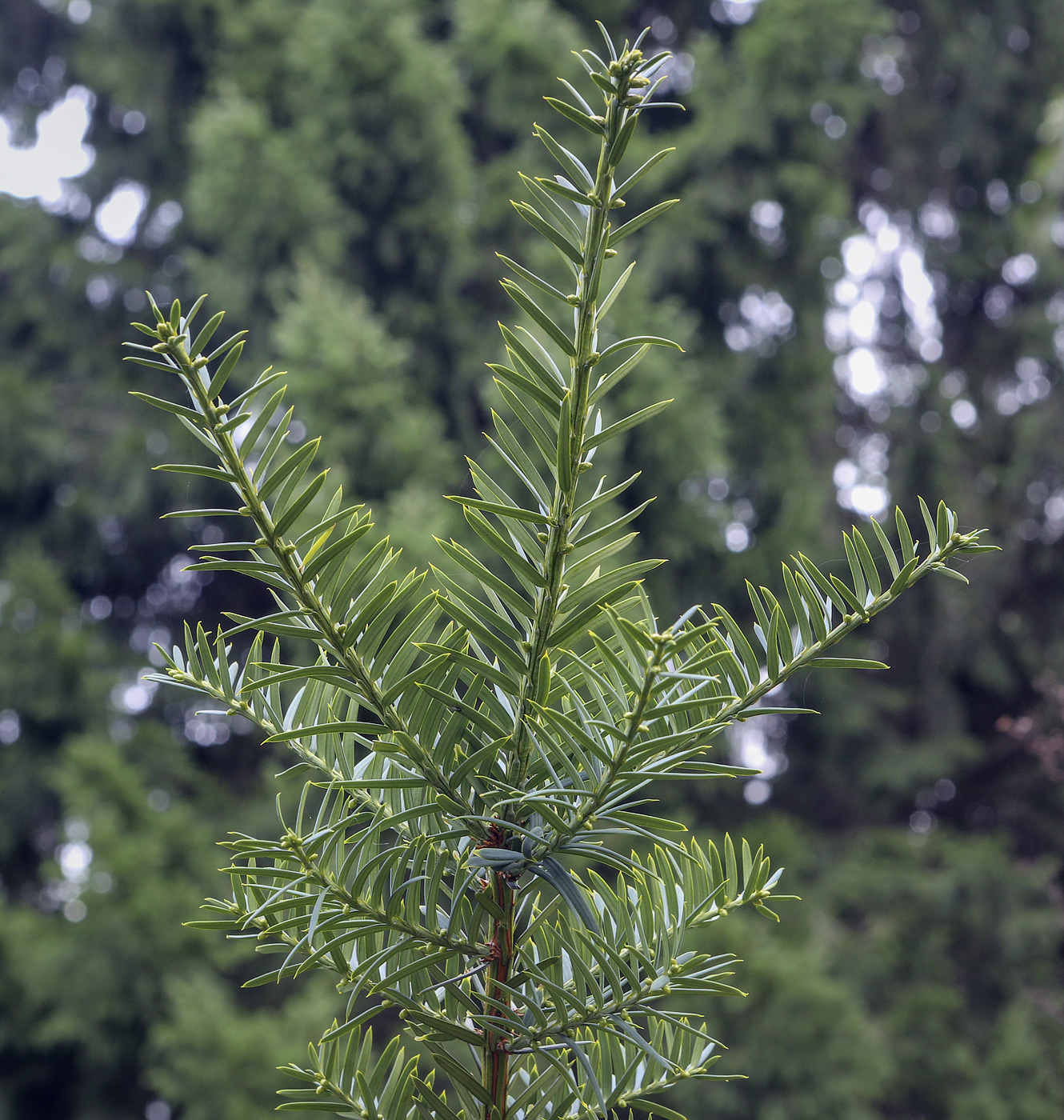 Image of Taxus × media specimen.