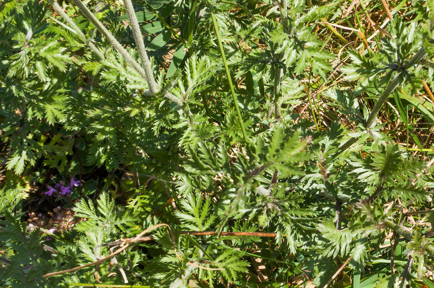 Image of Anthemis melanoloma specimen.