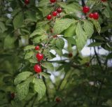 genus Lonicera