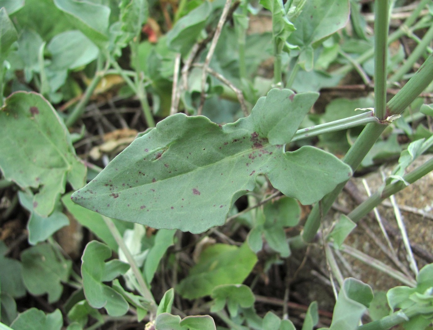 Изображение особи Rumex hastifolius.