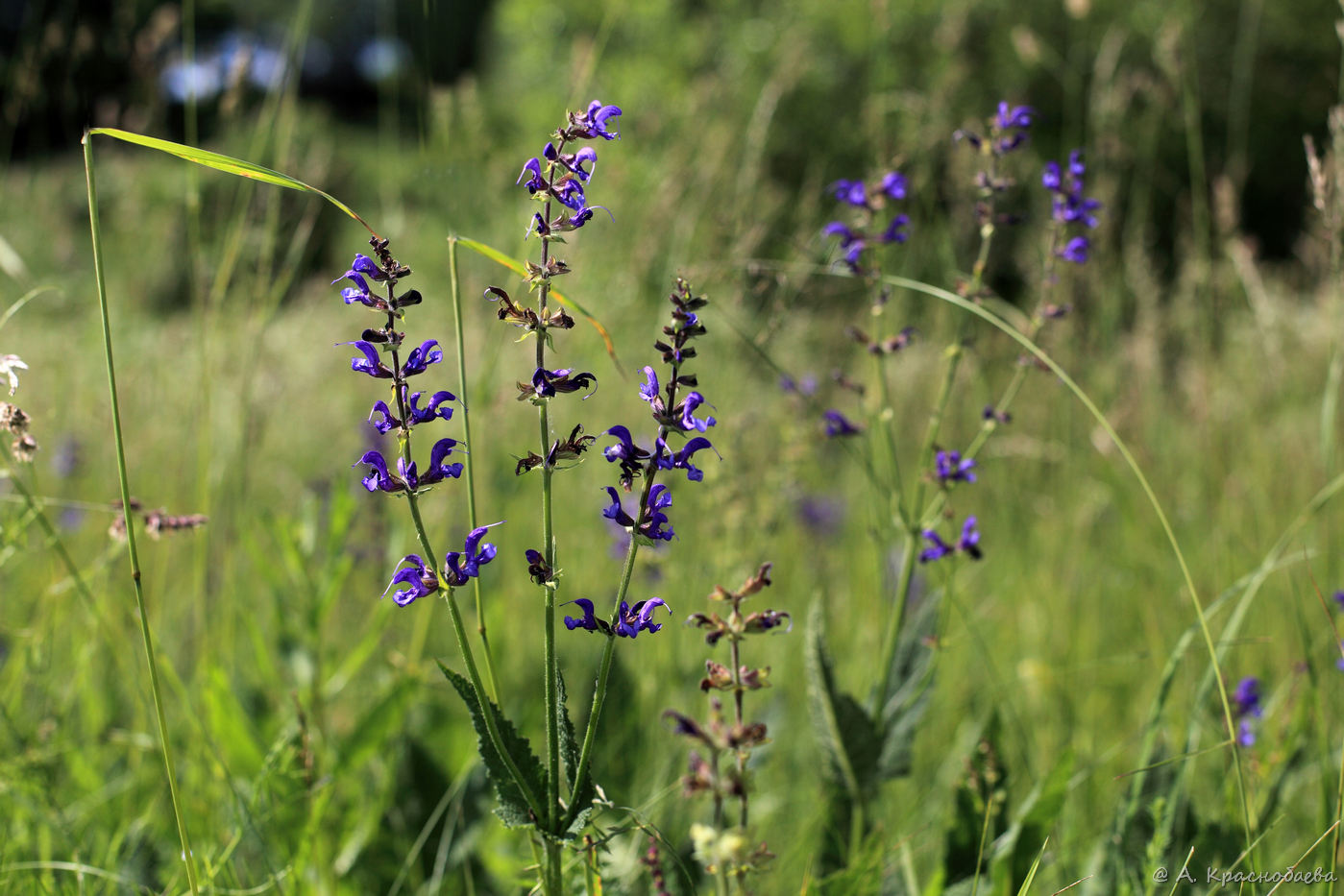 Изображение особи Salvia pratensis.