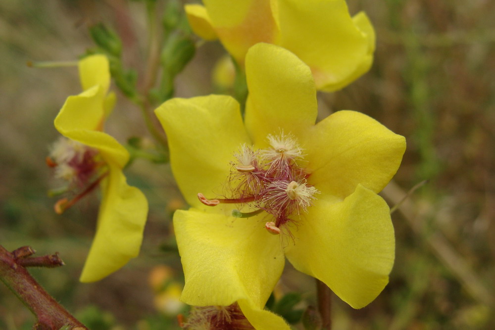 Image of Verbascum blattaria specimen.