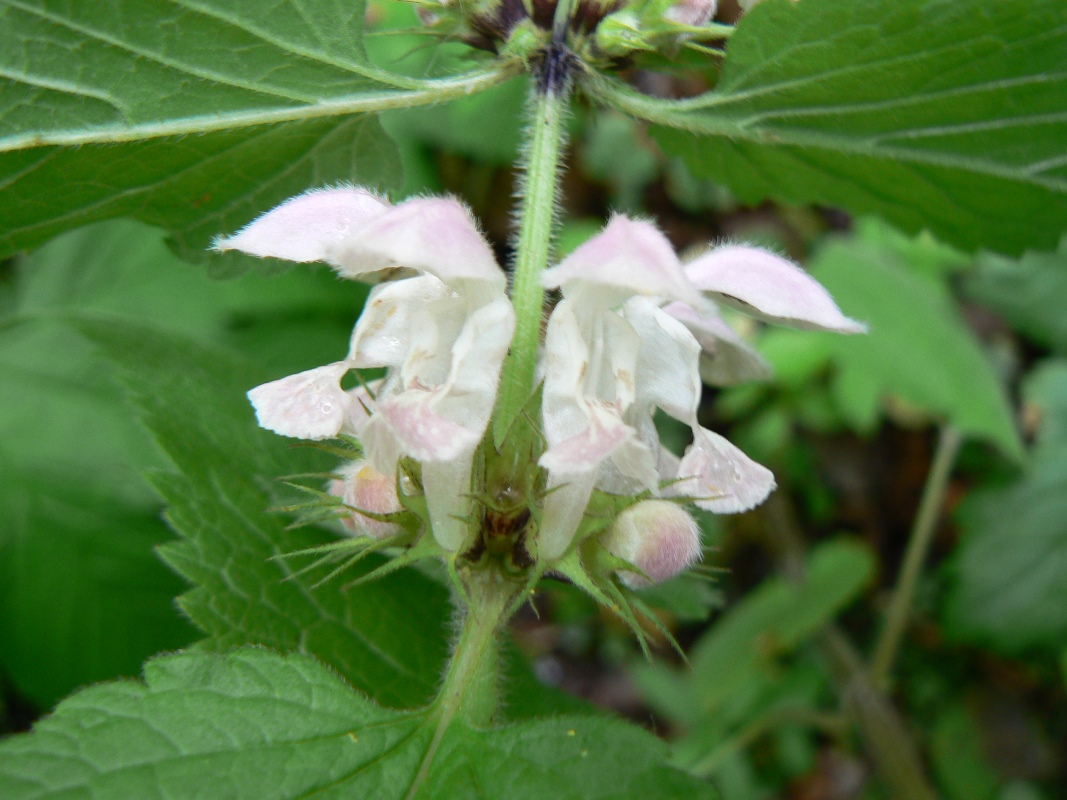 Image of Lamium barbatum specimen.