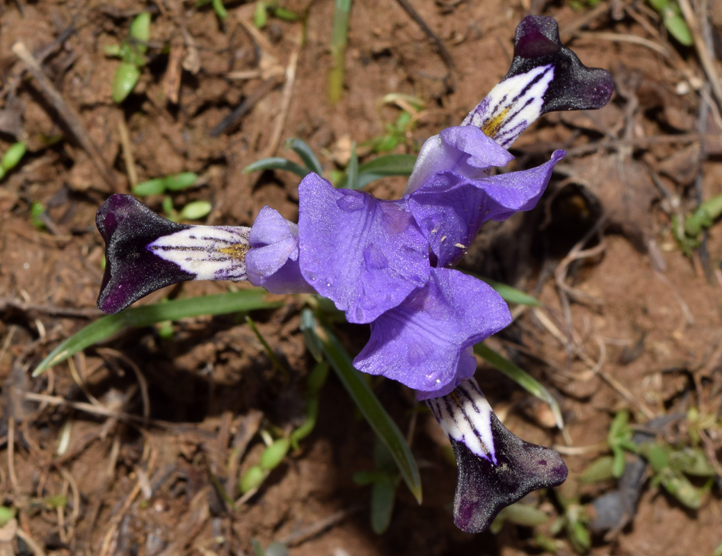 Изображение особи Iridodictyum kolpakowskianum.