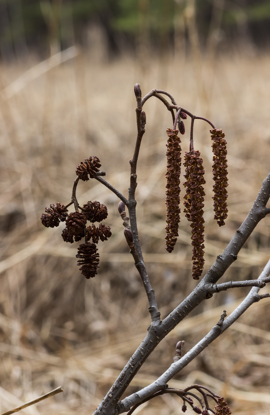 Image of Alnus glutinosa specimen.