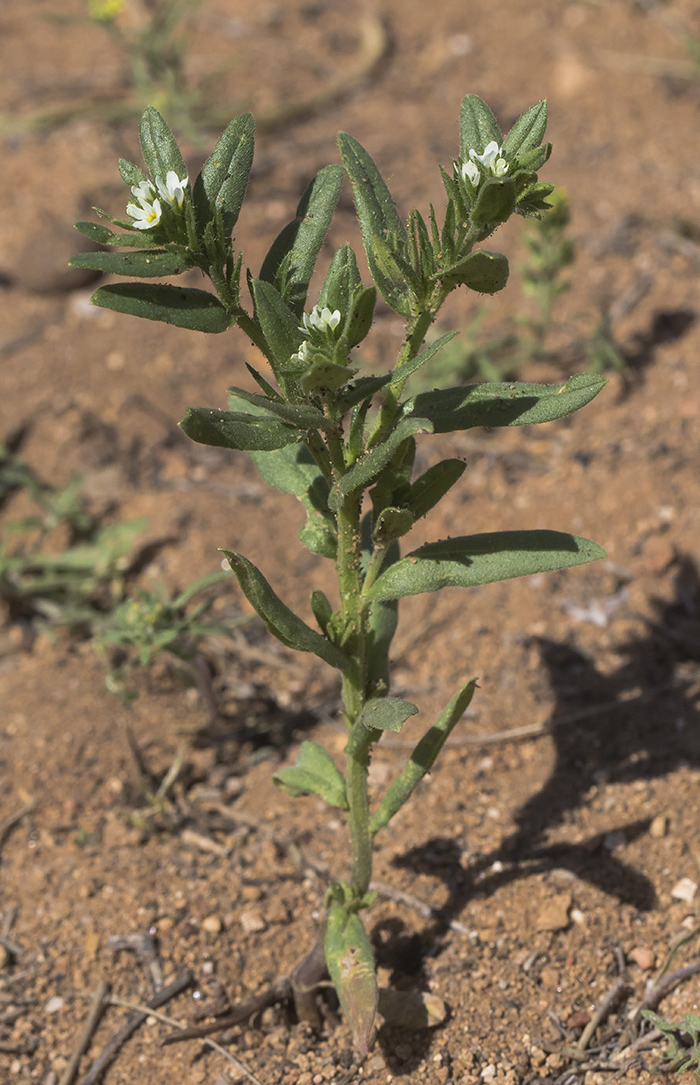 Image of Buglossoides rochelii specimen.