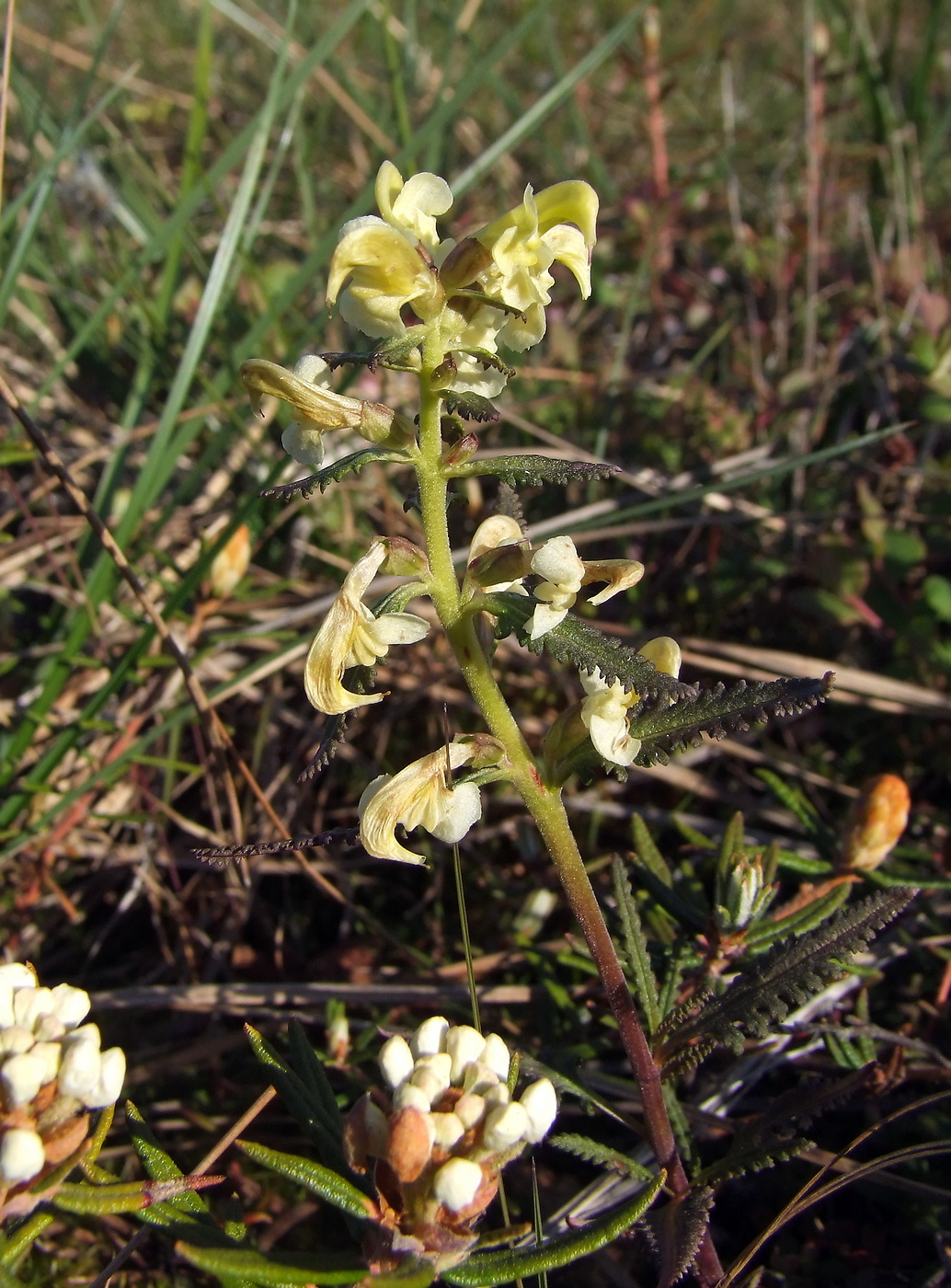 Изображение особи Pedicularis lapponica.