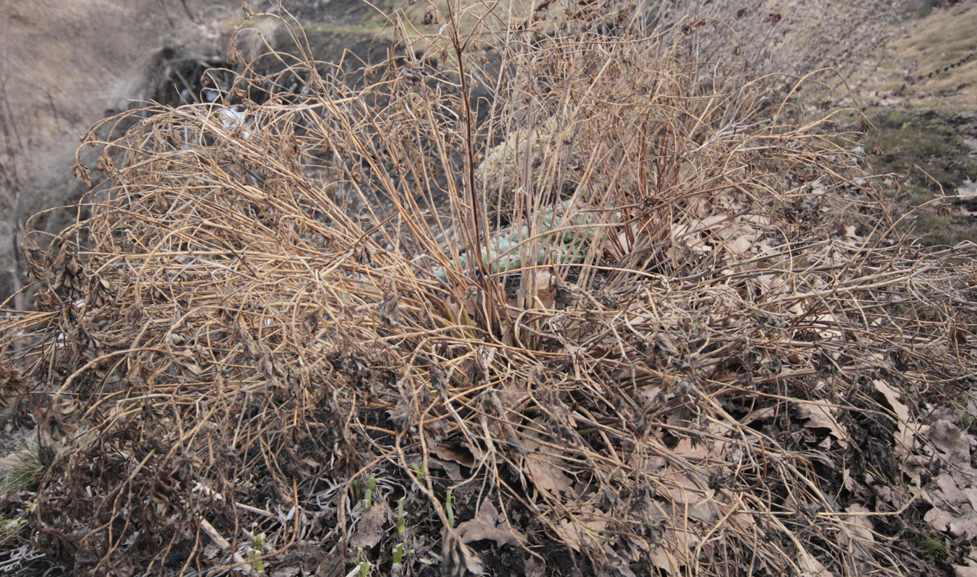 Image of Euphorbia epithymoides specimen.