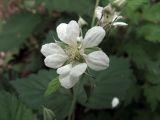 Rubus caesius