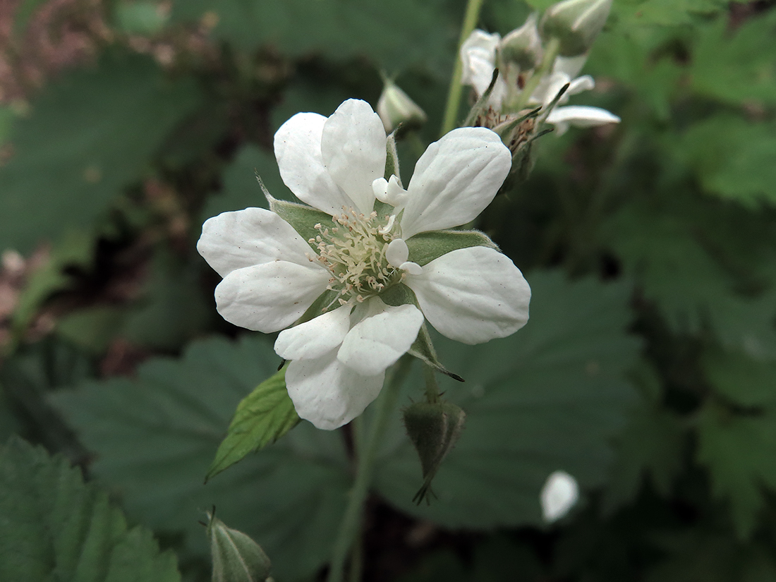 Изображение особи Rubus caesius.