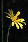 Tragopogon pratensis. Соцветие. Санкт-Петербург, Дудергофские высоты. 03.07.2010.