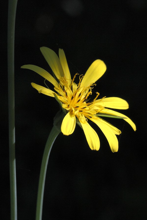 Image of Tragopogon pratensis specimen.