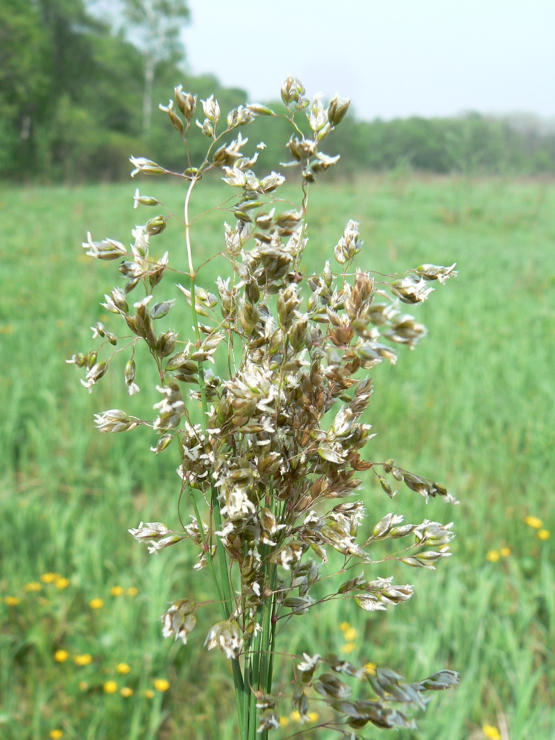 Image of Hierochloe glabra specimen.