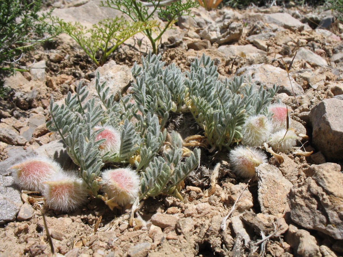 Image of Astragalus pallasii specimen.