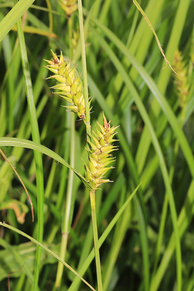 Image of Carex atherodes specimen.