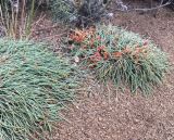 Ephedra monosperma