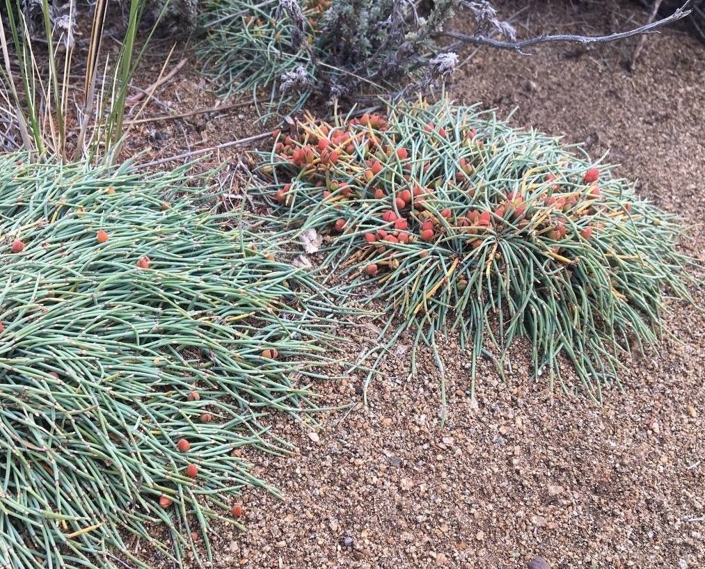 Изображение особи Ephedra monosperma.