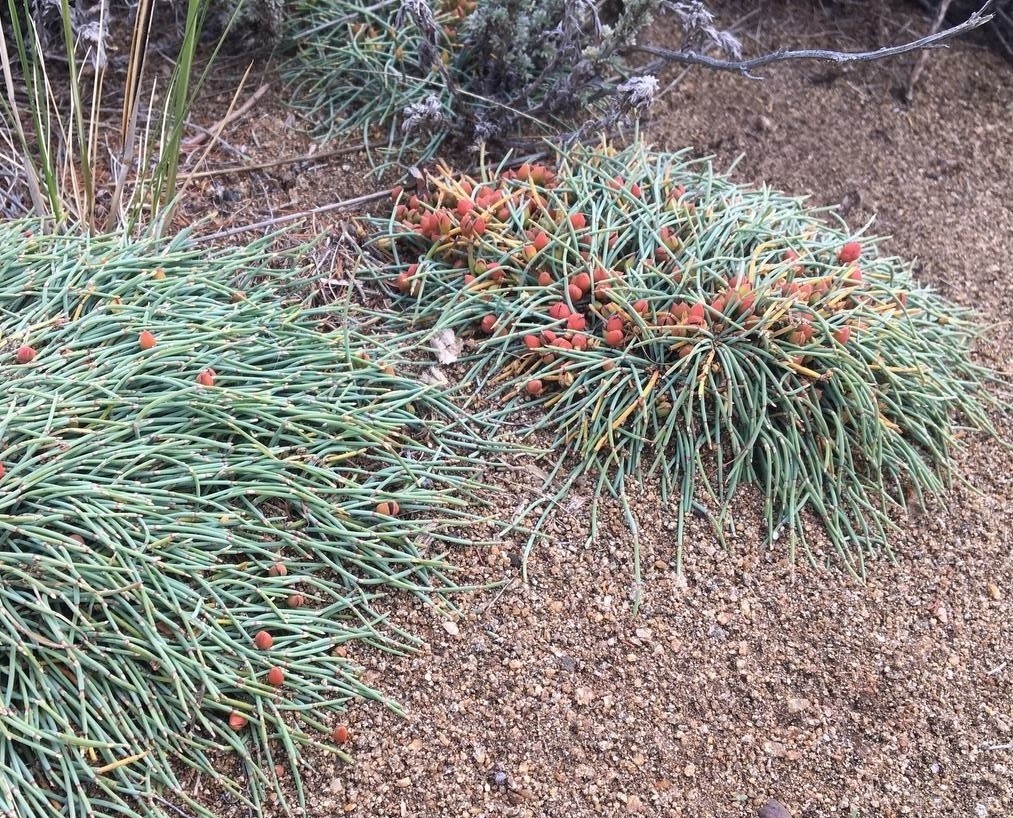 Image of Ephedra monosperma specimen.