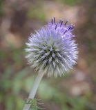 Echinops crispus. Соцветие. Пермский край, Кунгурский р-н, окр. ур. Подкаменная гора, разнотравный луг. 10.07.2021.