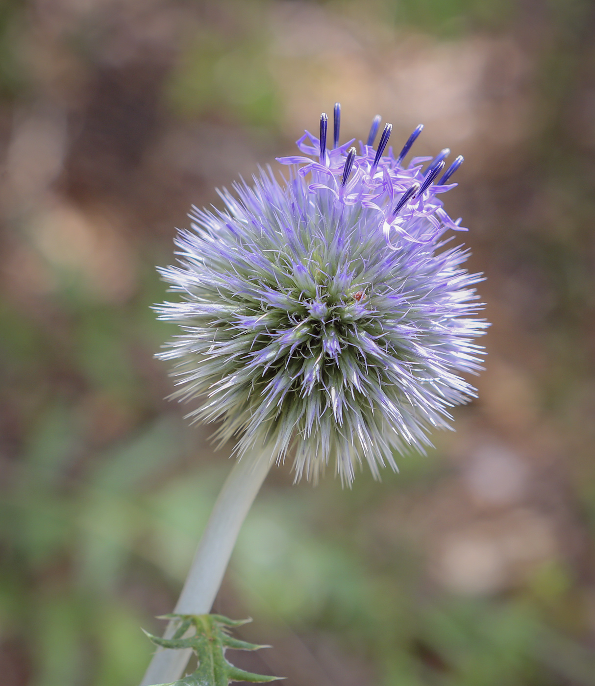 Изображение особи Echinops crispus.