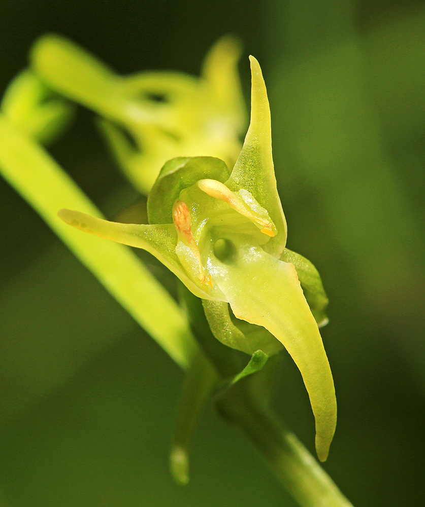 Изображение особи Platanthera &times; inouei.