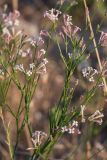 Asperula tenella. Верхушки побегов с соцветиями. Крым, Караларский природный парк, окр. бухты Коровья, степь. 02.07.2021.