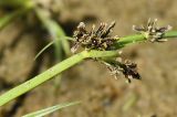 Cyperus fuscus