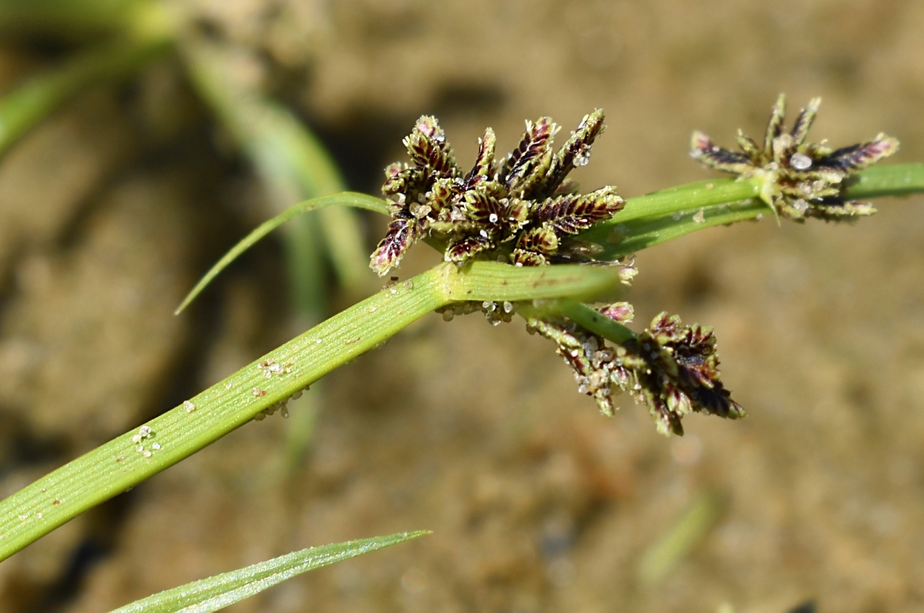 Image of Cyperus fuscus specimen.