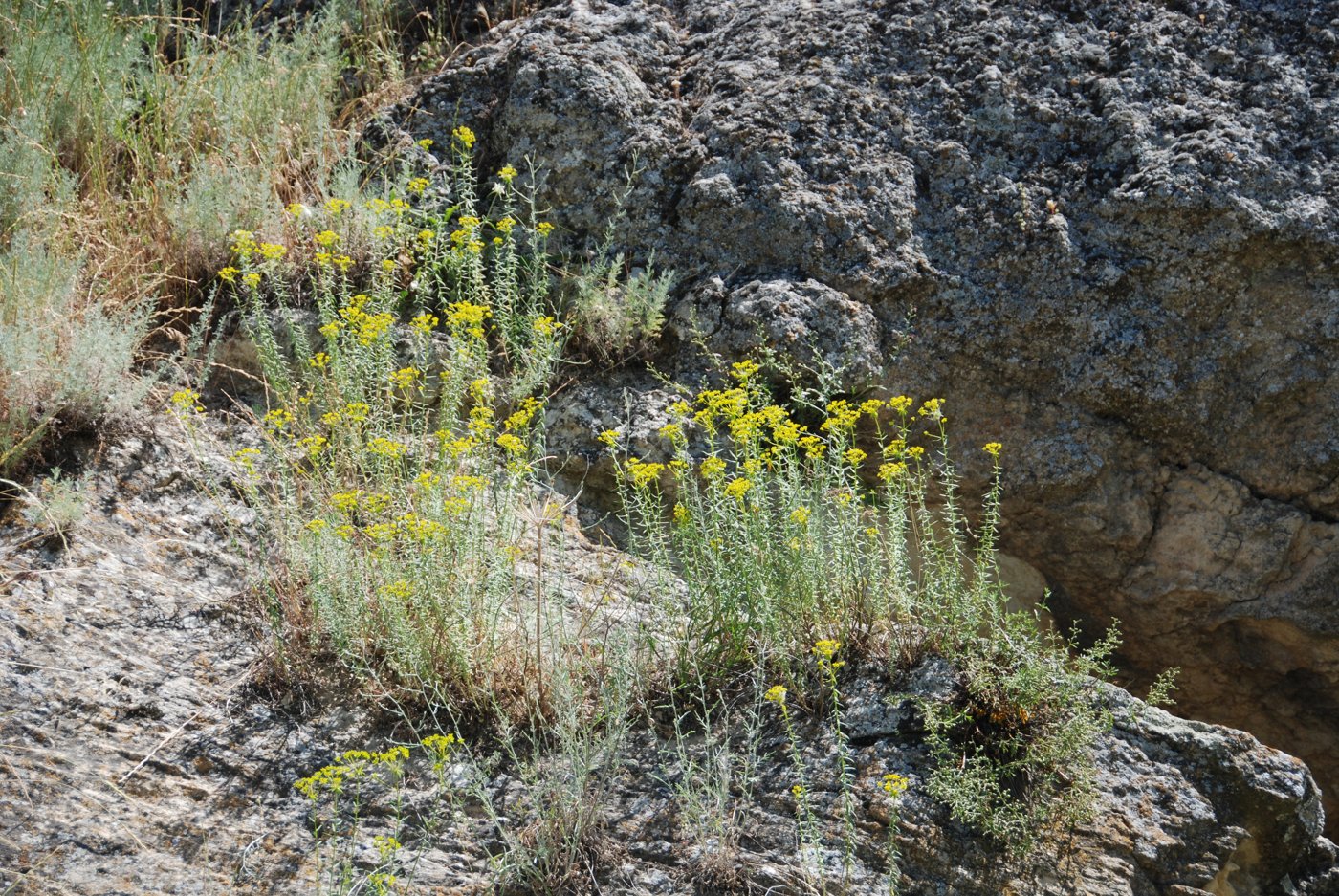 Image of Euphorbia orientalis specimen.