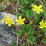 Potentilla gelida subspecies boreo-asiatica. Цветущее растение. Полярный Урал, каменистый берег ручья верховий Большой Пайпудыны. 01.08.2010.