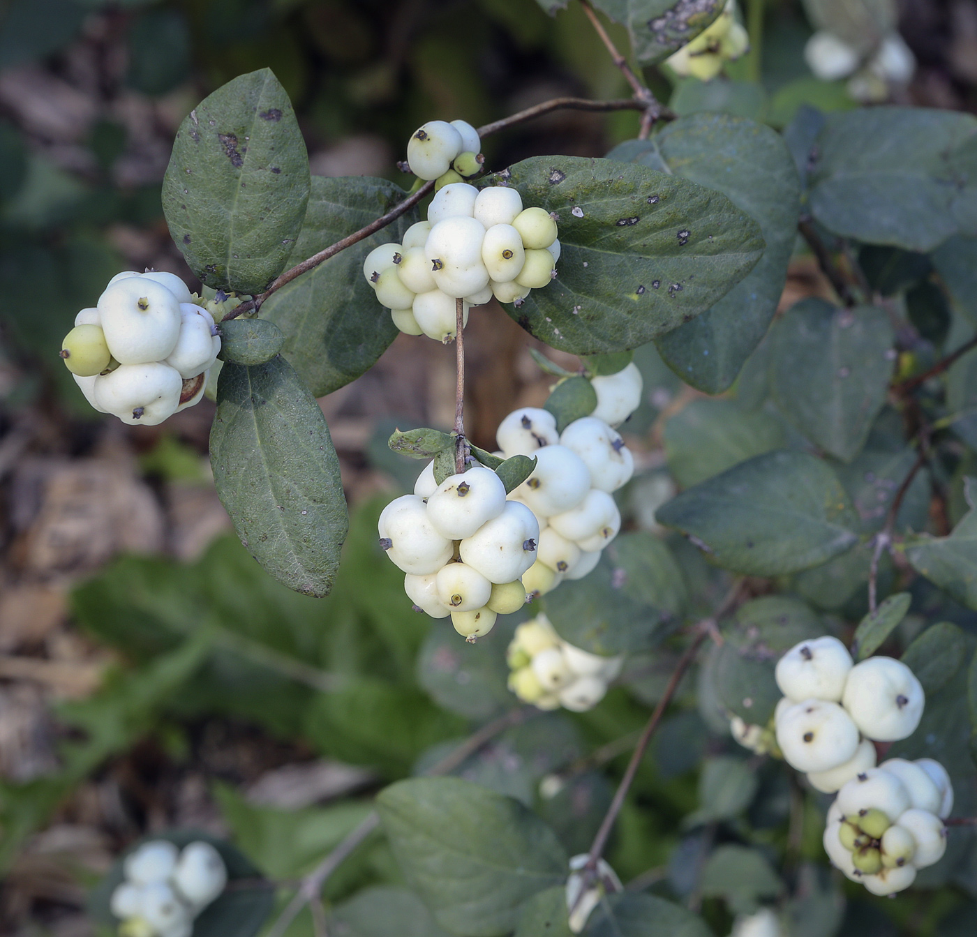 Image of Symphoricarpos albus var. laevigatus specimen.