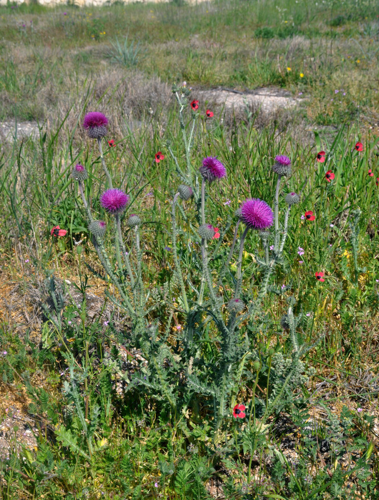 Image of Carduus uncinatus ssp. davisii specimen.