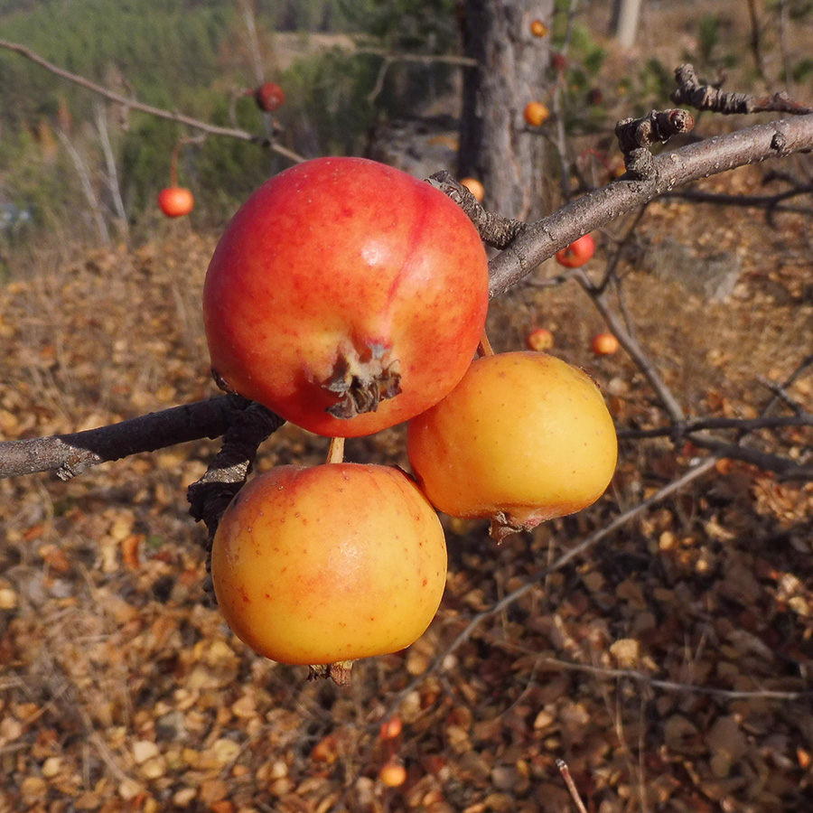 Image of Malus sylvestris specimen.