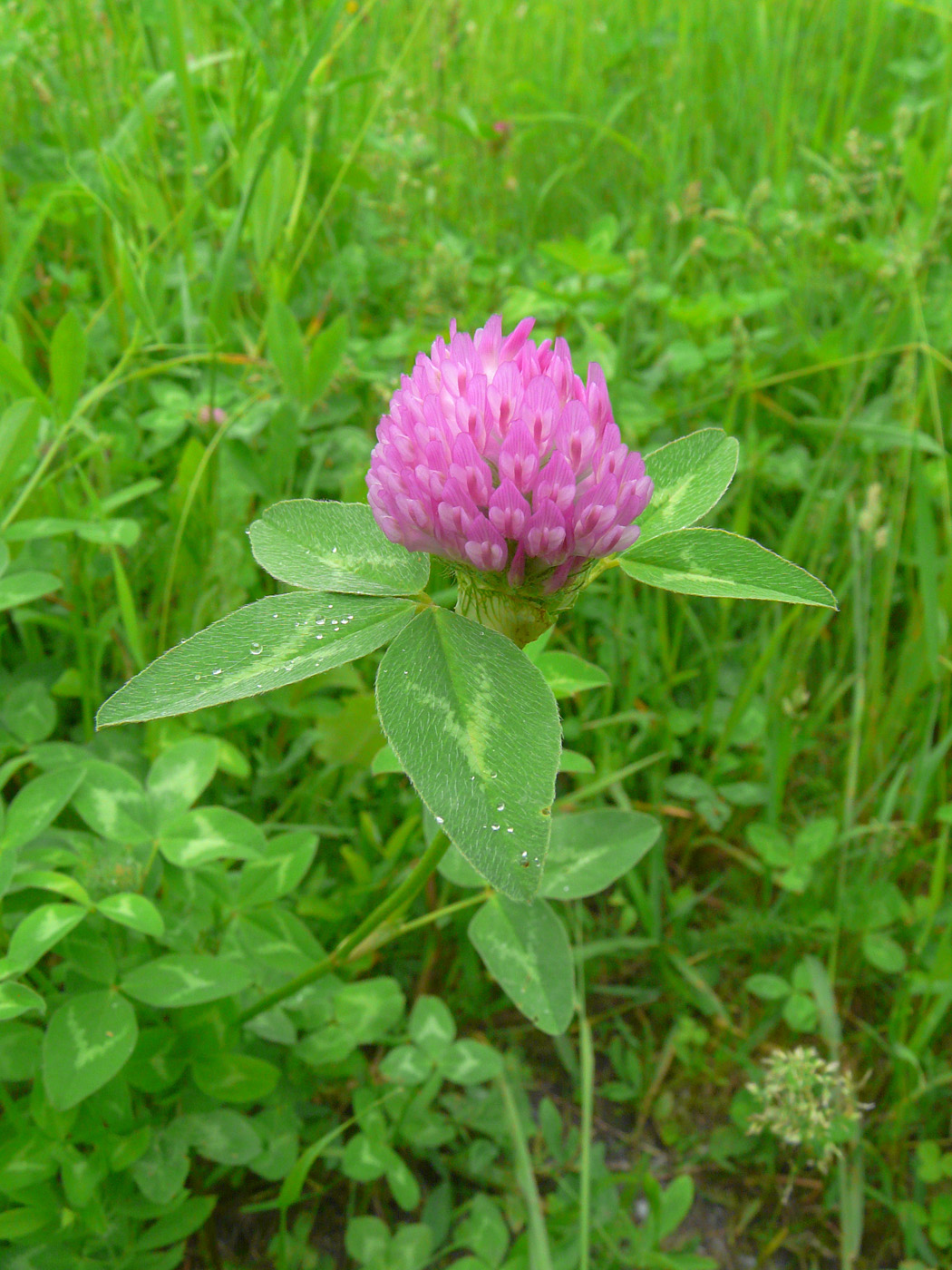 Изображение особи Trifolium pratense.