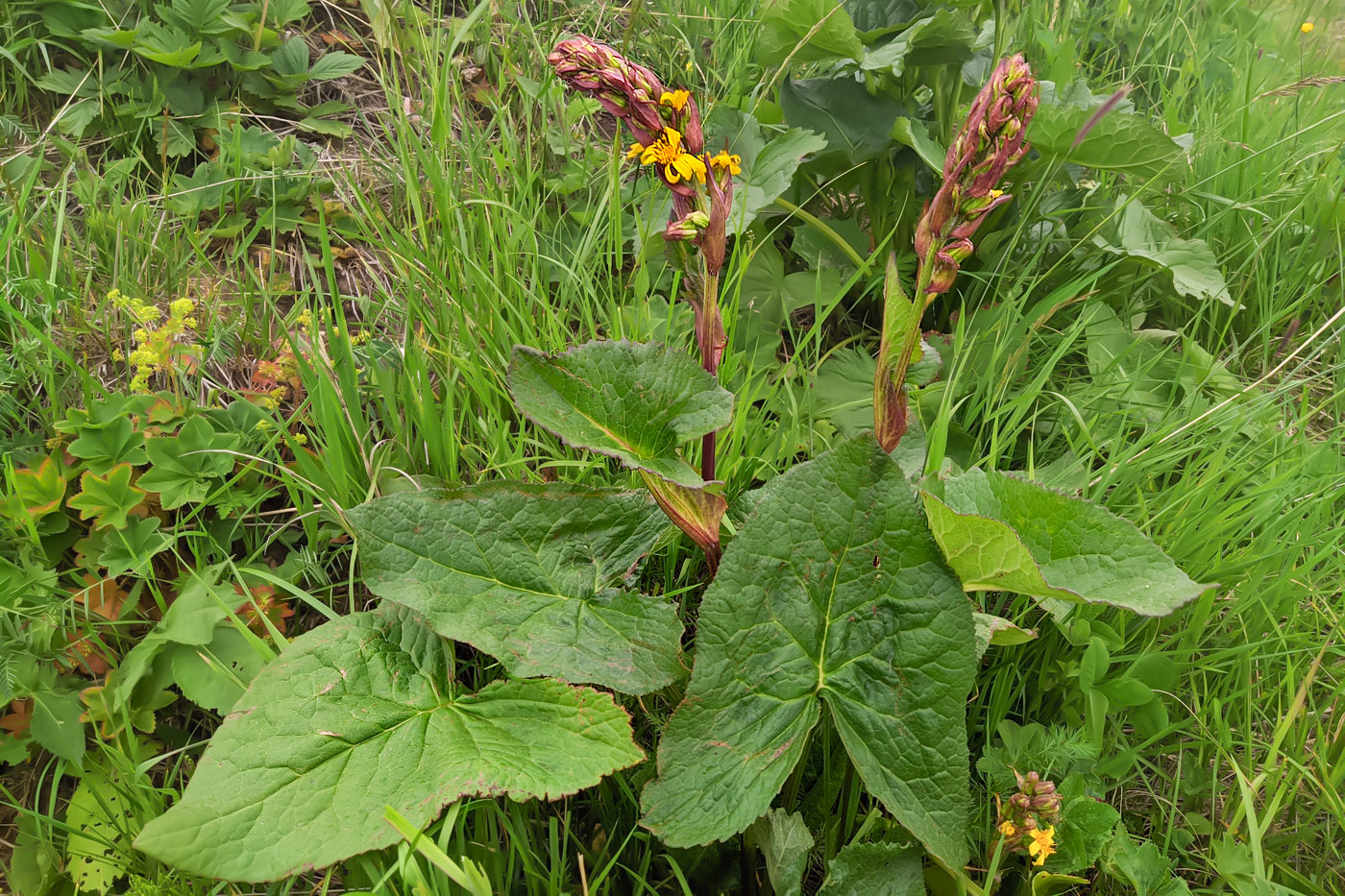 Image of Ligularia subsagittata specimen.