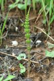 Equisetum arvense. Молодой побег. Республика Татарстан, г. Казань. 02.06.2010.