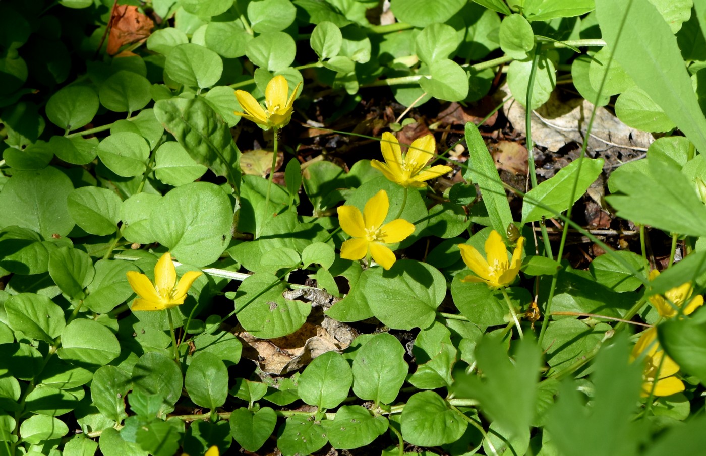 Изображение особи Lysimachia nummularia.