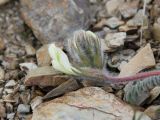 Astragalus leptophysus