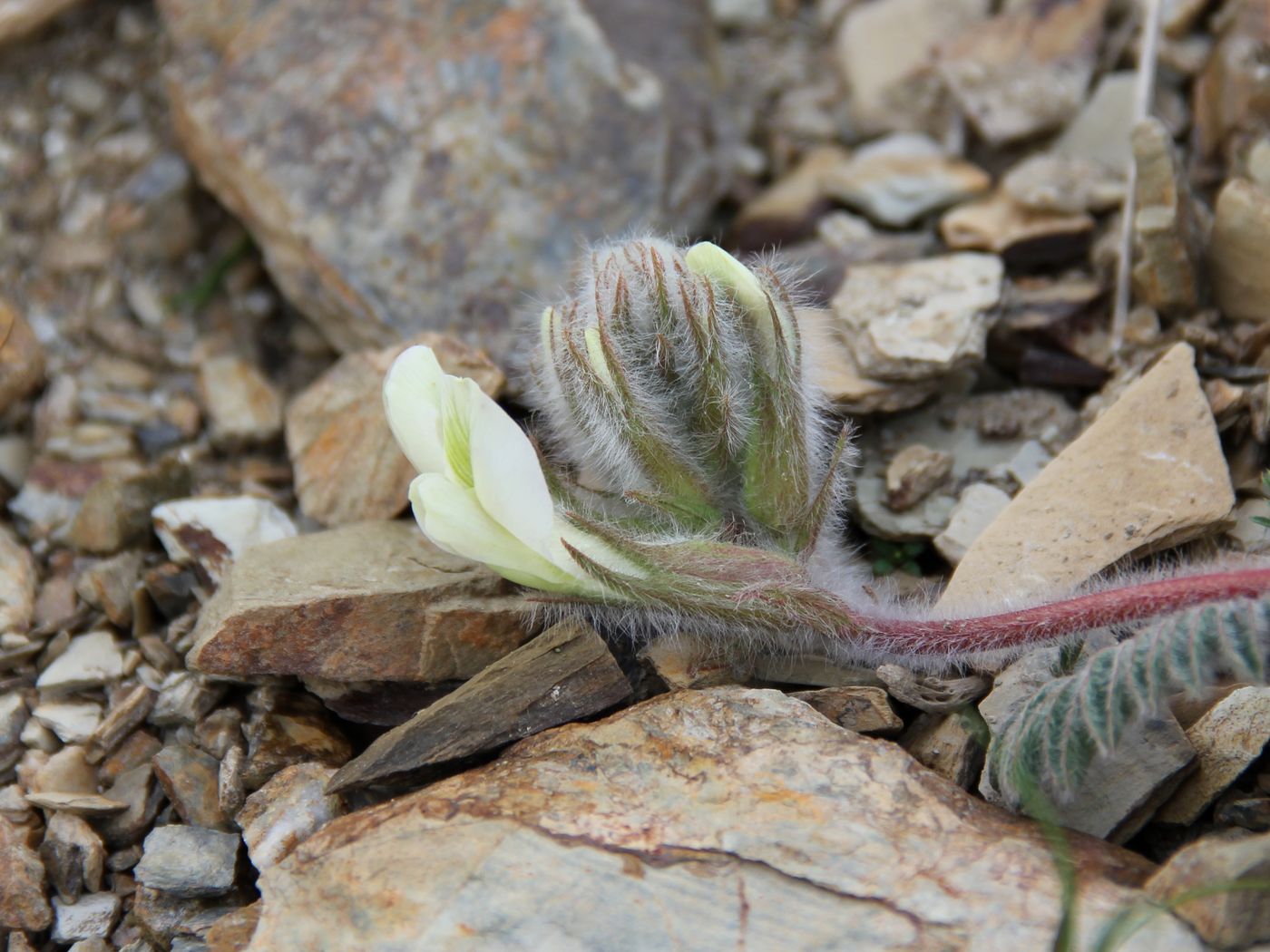 Изображение особи Astragalus leptophysus.