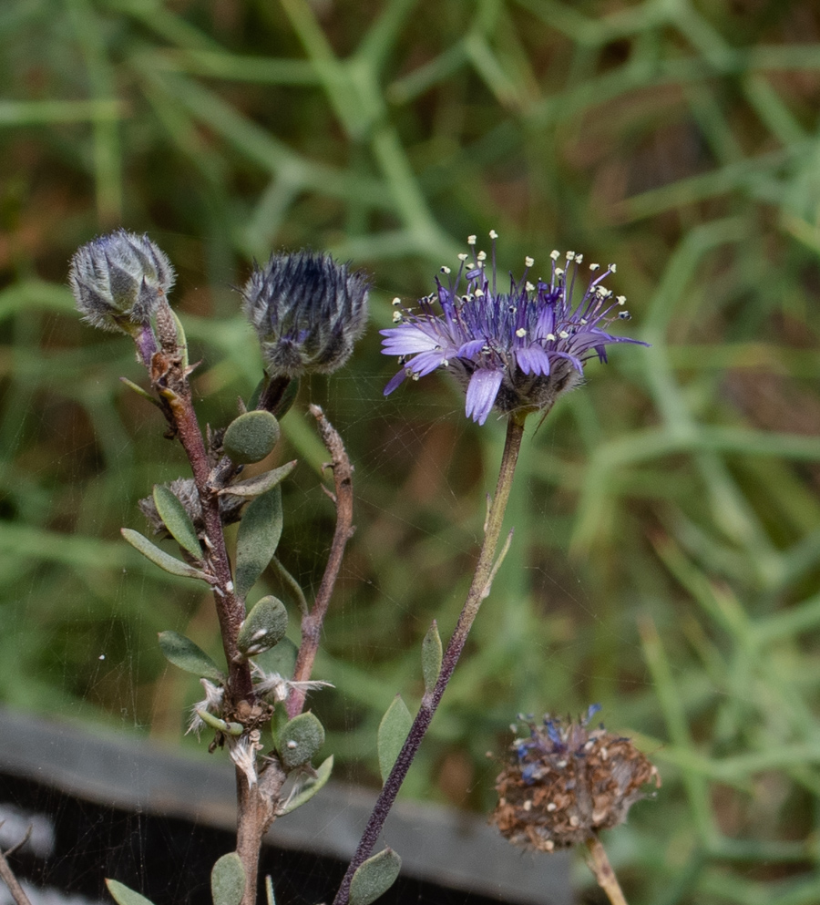 Изображение особи Globularia arabica.