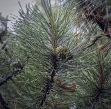 Pinus mugo. Верхушка побега с незрелой шишкой. Москва, ГБС, дендрарий. 31.08.2021.