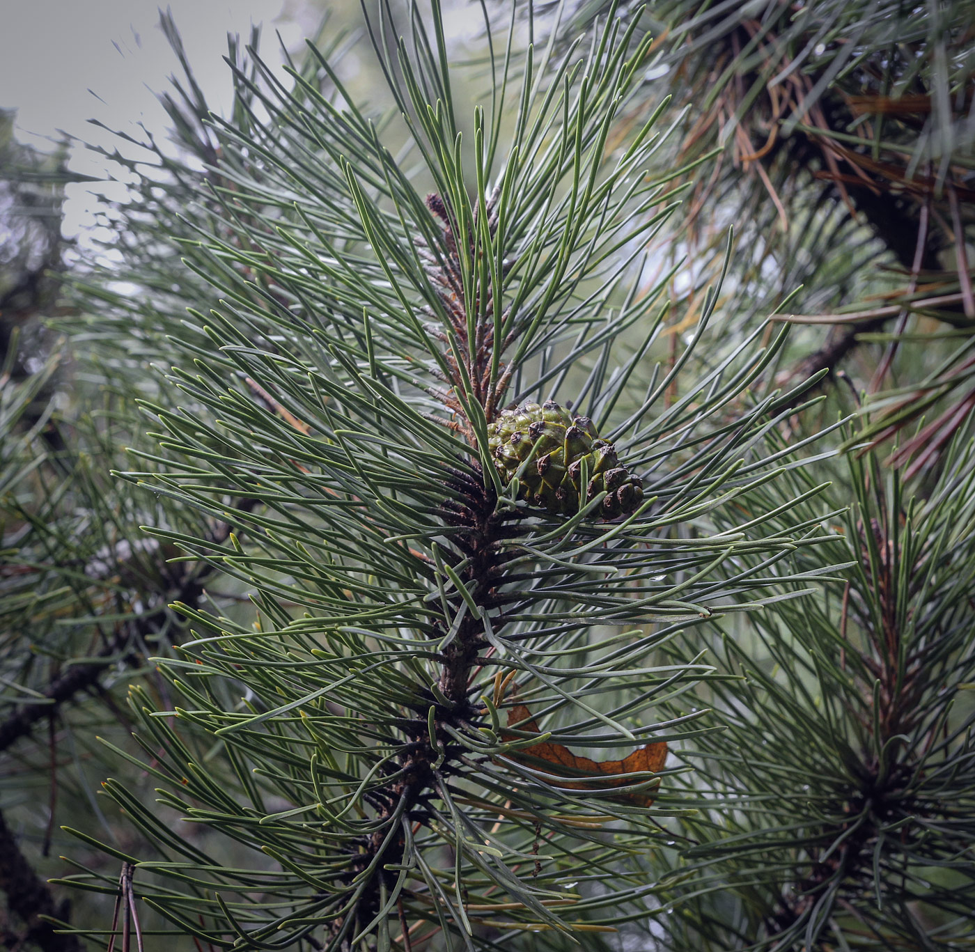 Изображение особи Pinus mugo.