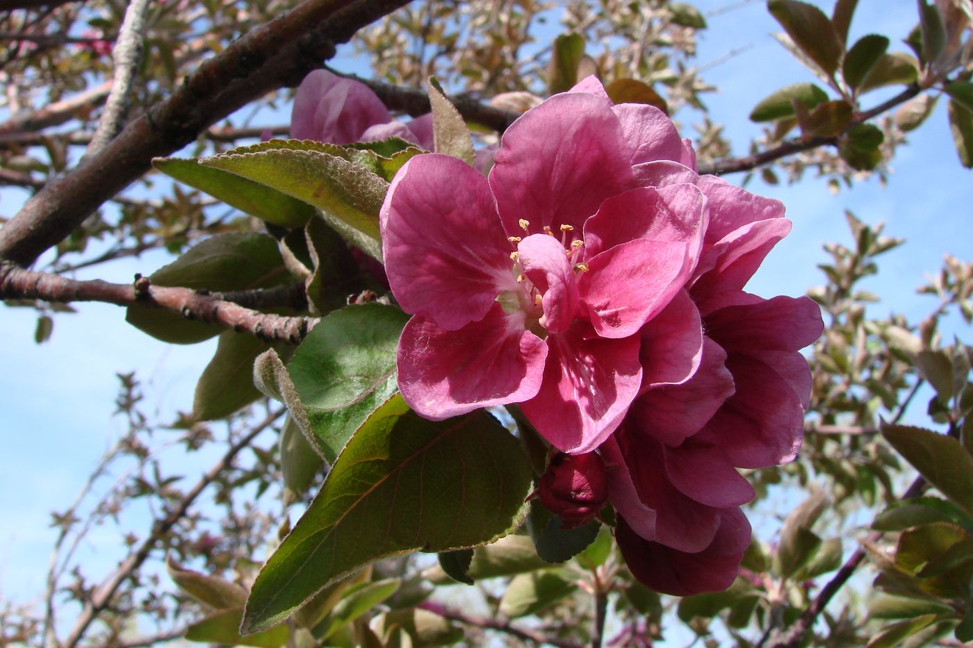 Image of Malus niedzwetzkyana specimen.