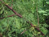 Artemisia abrotanum