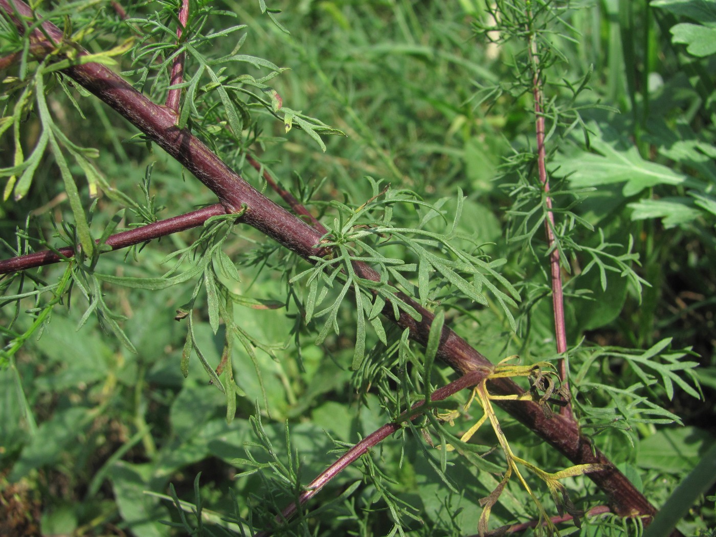 Изображение особи Artemisia abrotanum.