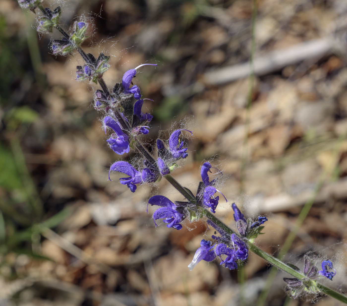 Изображение особи Salvia stepposa.